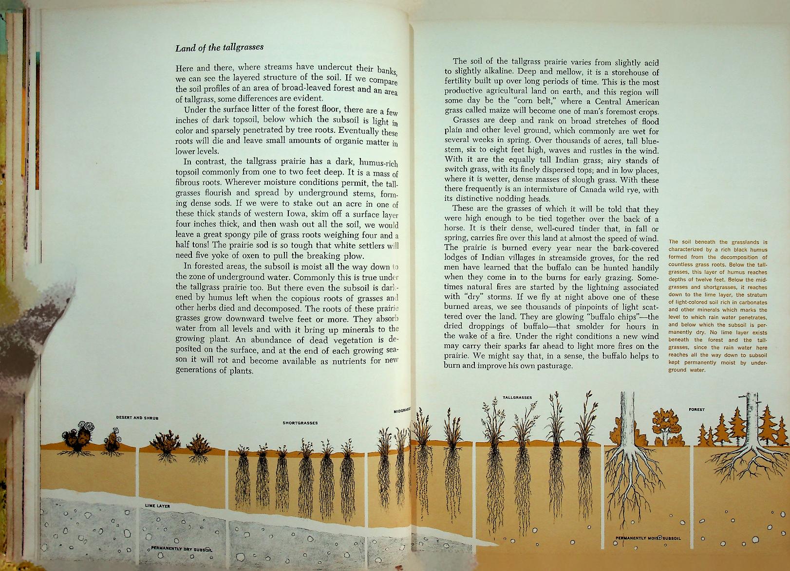 The Life of Prairies and Plains