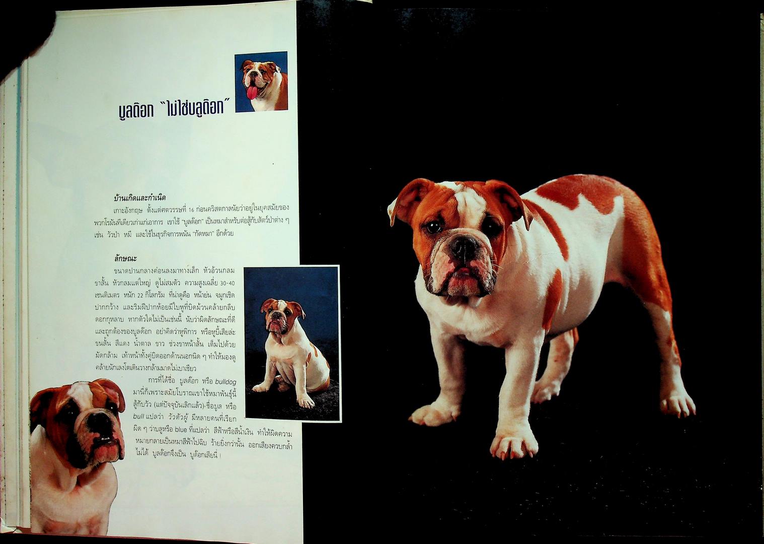 คู่มือคนรักหมา