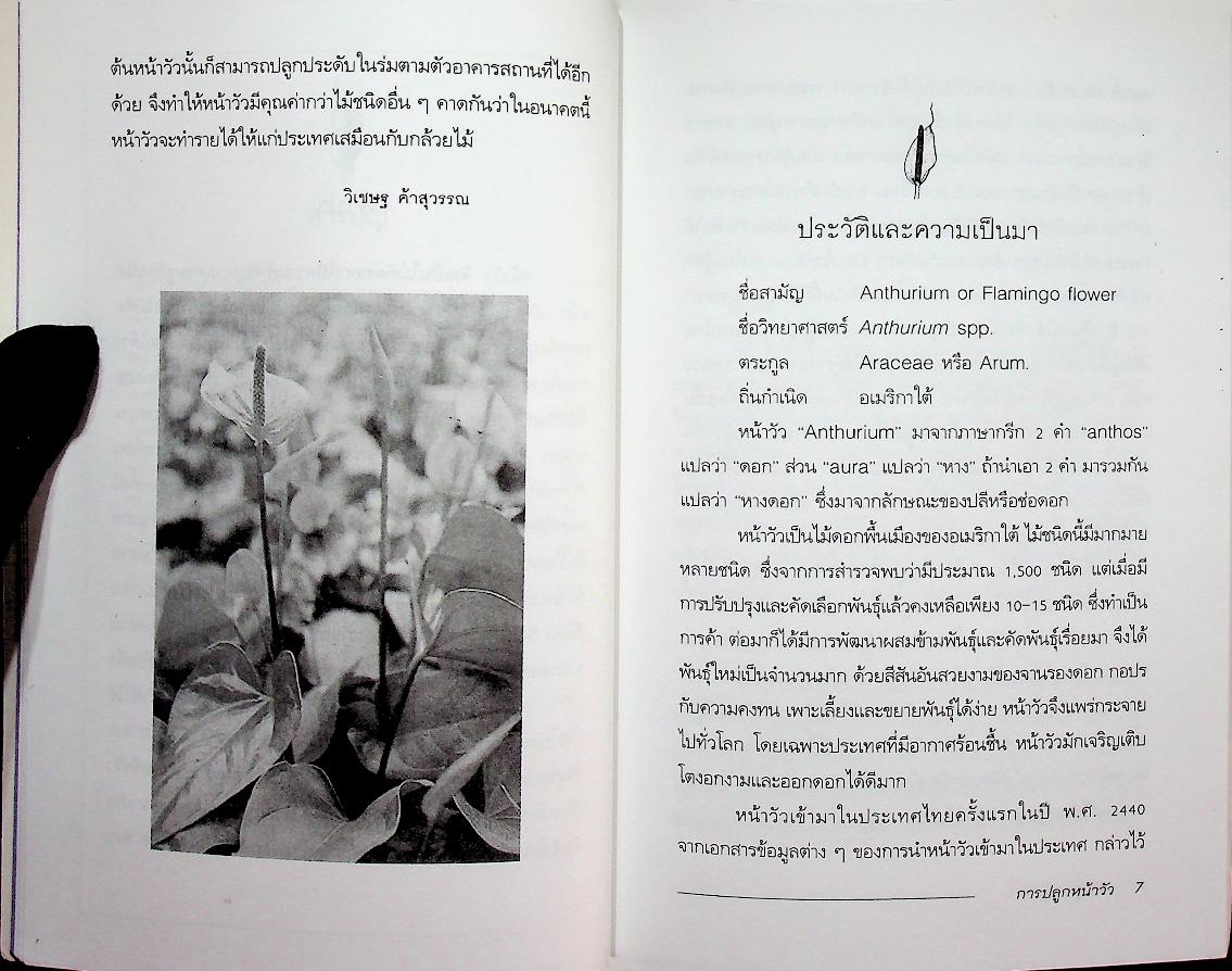 การปลูกหน้าวัว