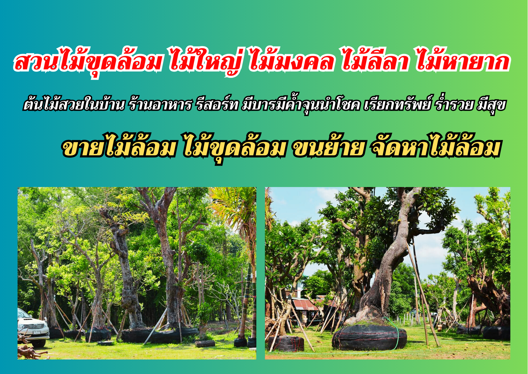 จำหน่าย ขุดย้ายไม้ล้อม พร้อมขนส่ง โทร.094-515-7920 