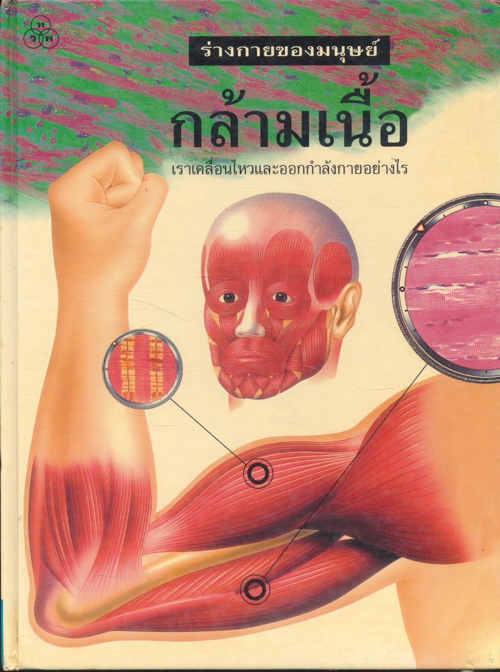 ร่างกายมนุษย์ กล้ามเนื้อ เราเคลื่อนไหวและออกกำลังกายอย่างไร