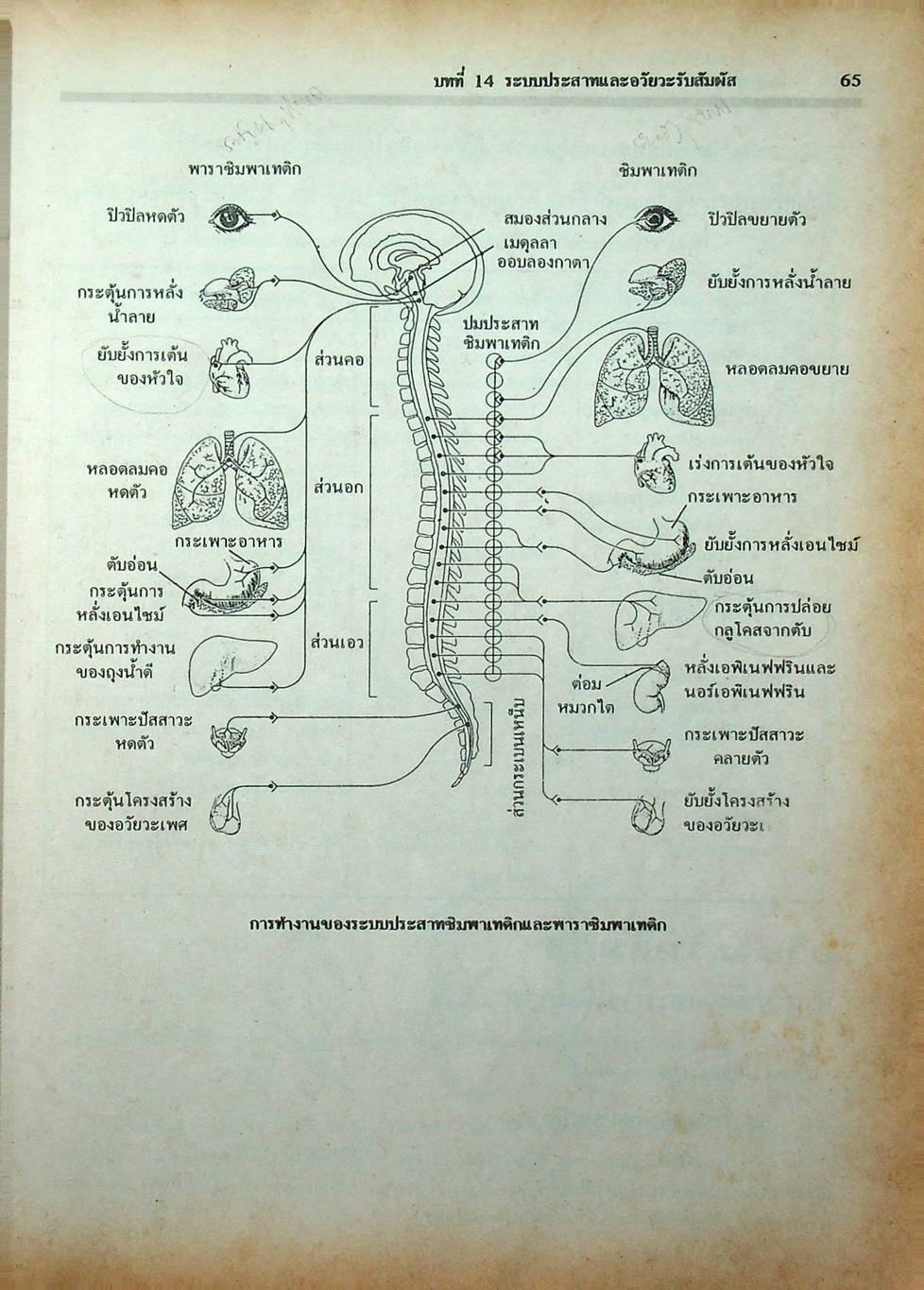 คู่มือเตรียมสอบ ชีววิทยา ม.6 เล่ม 5 ว 044