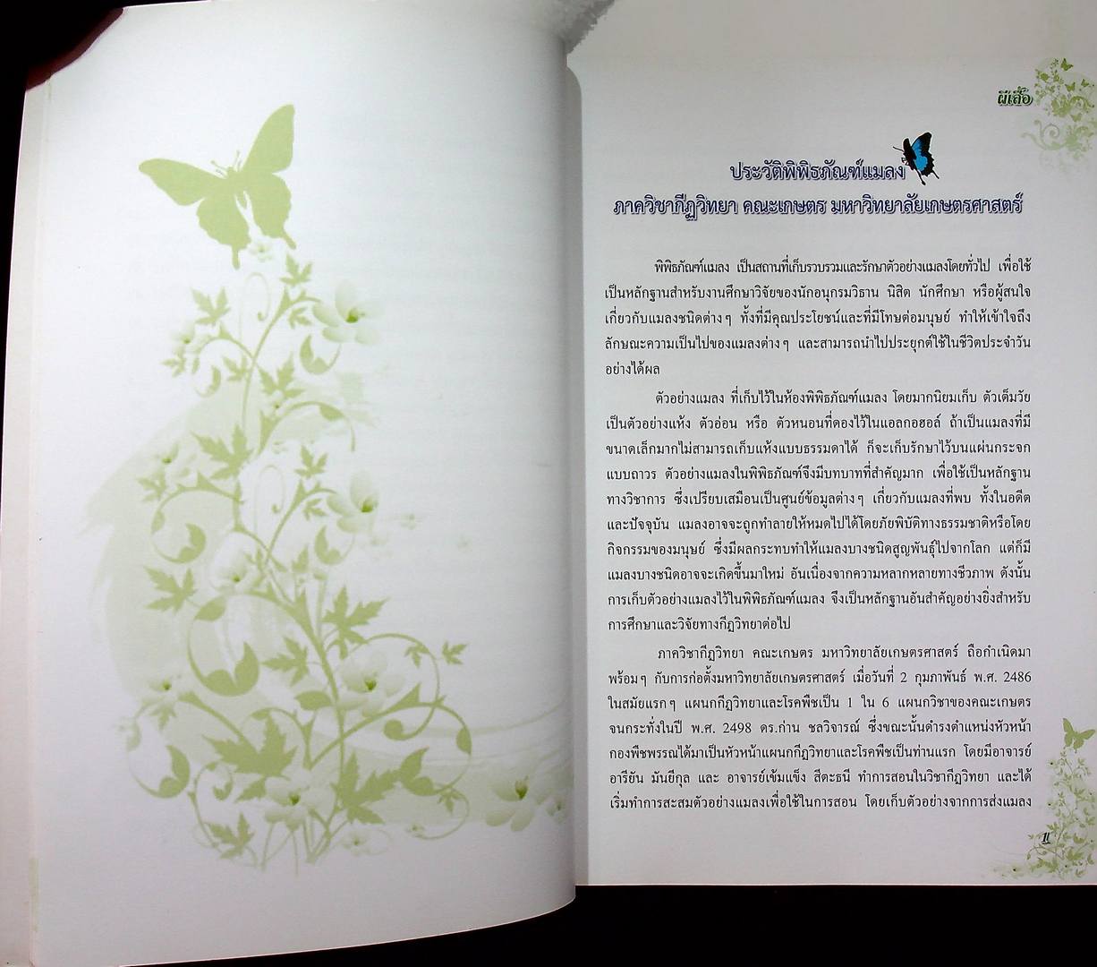 ผีเสื้อ พิพิธภัณฑ์แมลง ภาควิชากีฎวิทยา คณะเกษตร มหาวิทยาลัยเกษตรศาสตร์