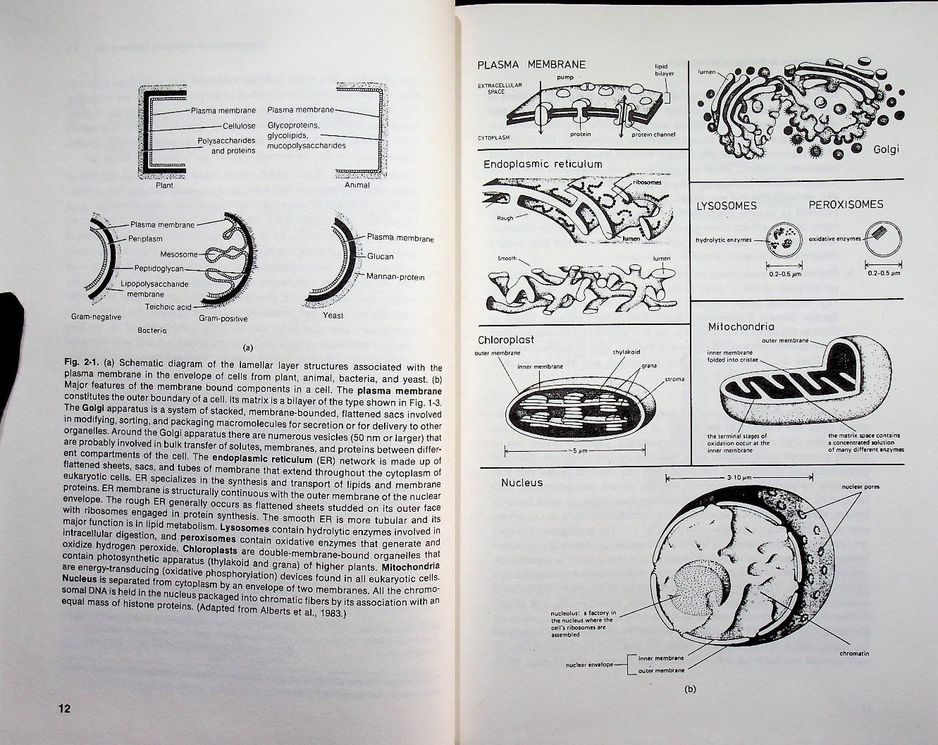 INTRODUCTION TO BIOLOGICAL MEMBRANES