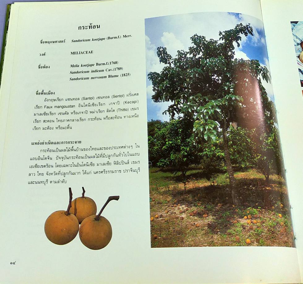 ผลไม้ไทยๆ