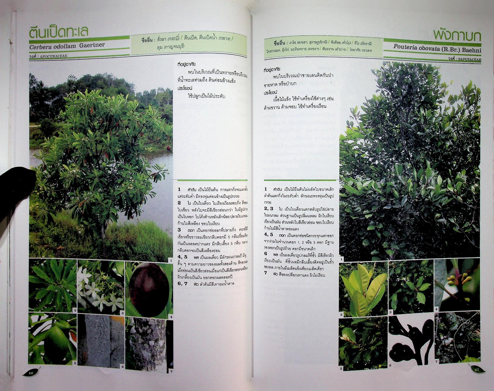 หนังสือส่งเสริมการศึกษาธรรมชาติ พรรณไม้ในป่าชายเลน