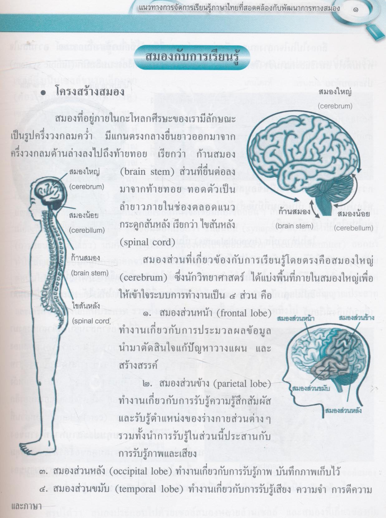 แนวทางการจัดการเรียนรู้ภาษาไทยที่สอดคล้องกับพัฒนาการทางสมอง ชั้นประถมศึกษาปีที่ ๑-๓