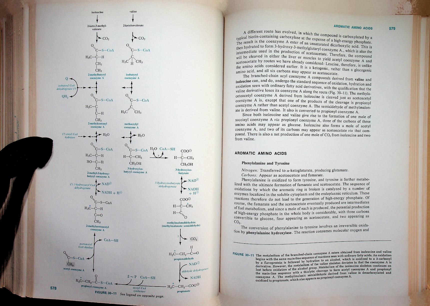 BIOCHEMISTRY A Functional Approach