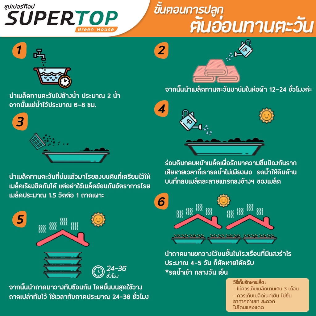 เมล็ดเพาะต้นอ่อน ทานตะวันลายไทย (Thai Sunflower Microgreen) SUPERTOP | ขนาด 1 KG.
