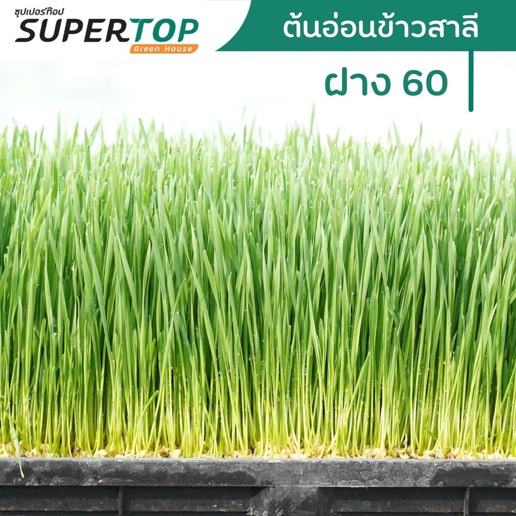 เมล็ดเพาะต้นอ่อน ข้าวสาลี (Wheatgrass Microgreen) SUPERTOP ขนาด 1 KG.