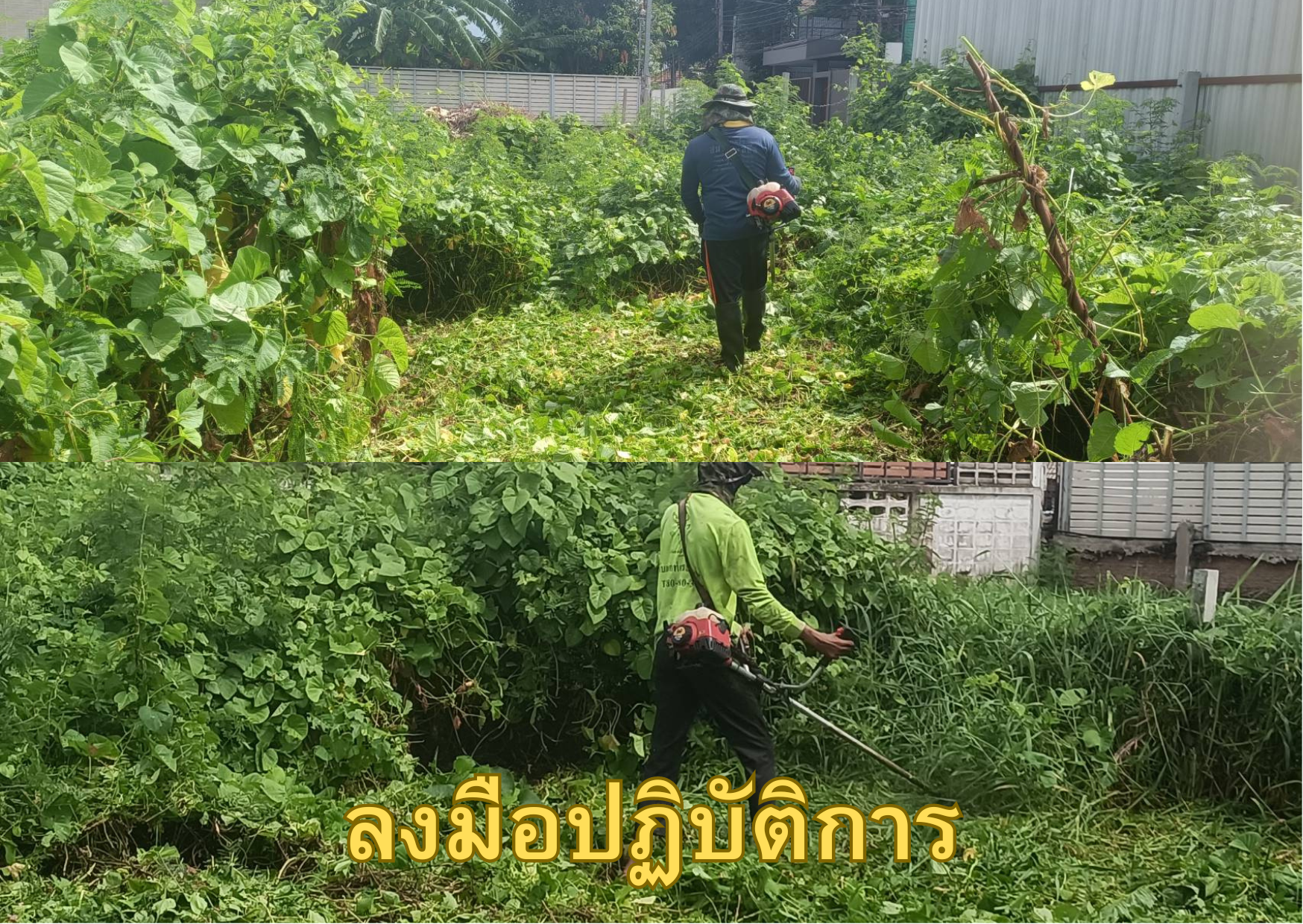 บริการรับตัดหญ้า เคลียร์ริ่ง ถางป่า โทร 094-515-7920 บริการรับตัดหญ้า เคลียร์ริ่ง ถางป่า โทร 094-515-7920