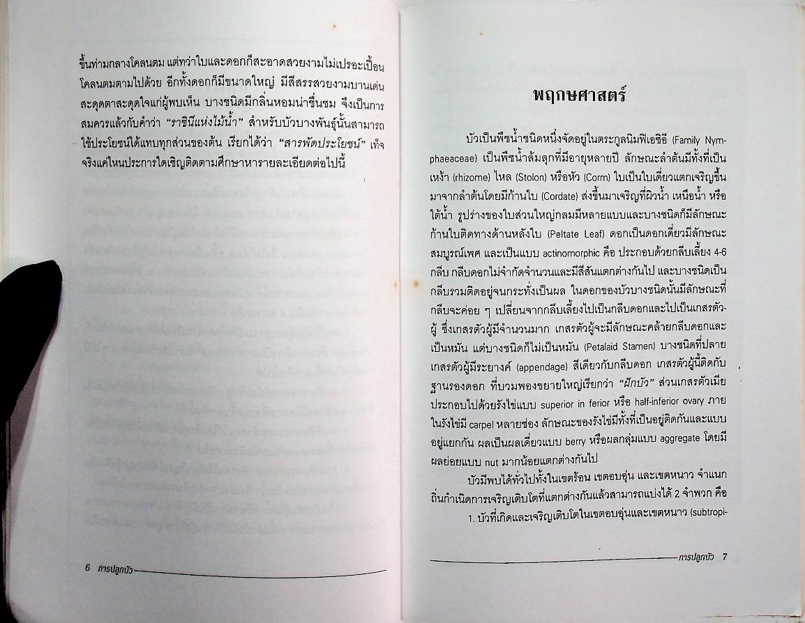 การปลูกบัว