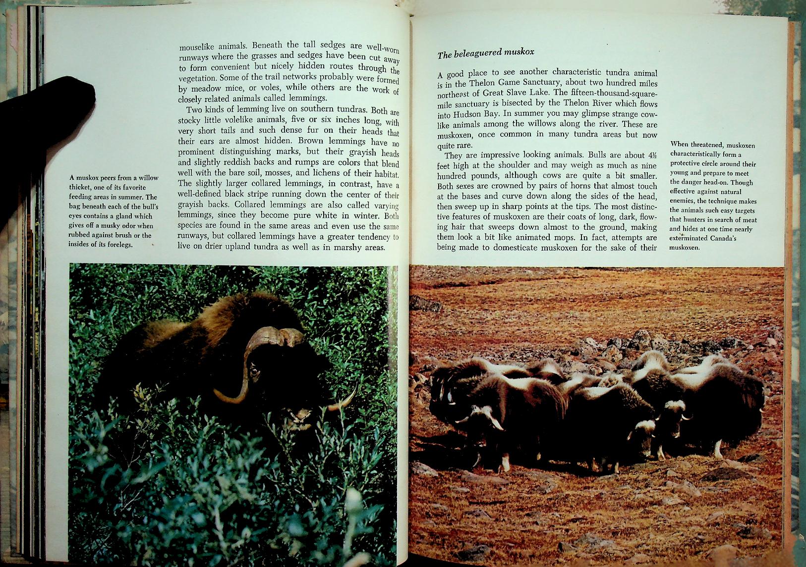 The Life of the Far North