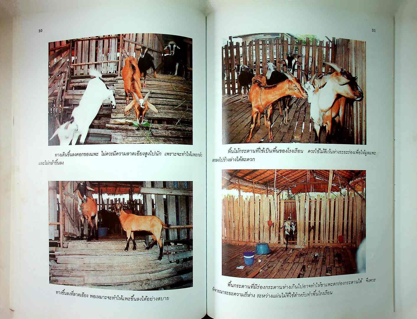 เกษตรธุรกิจครัวเรือน แพะ เลี้ยงง่าย ได้ราคา