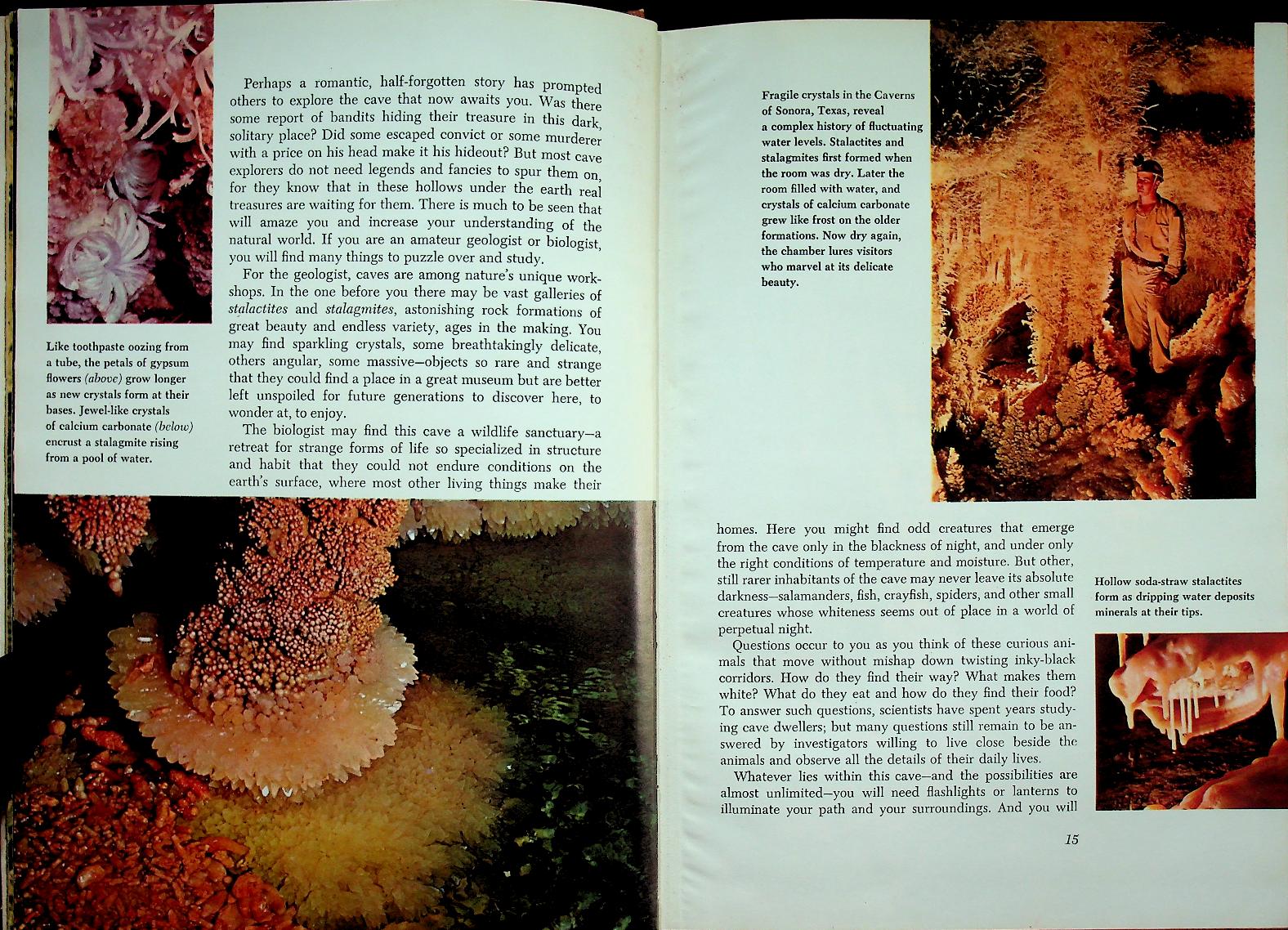 The Life of the Cave