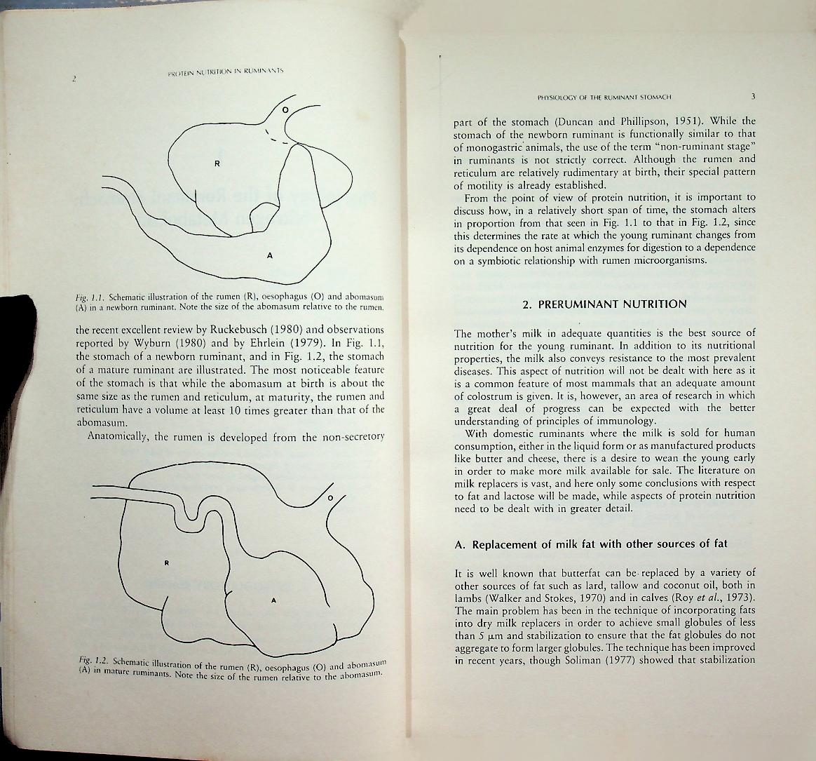 Protein Nutrition in Ruminants
