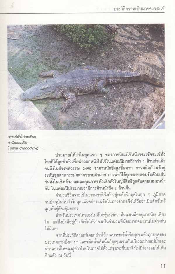 สายพันธุ์ และการเพาะเลี้ยง จระเข้ เชิงธุรกิจ