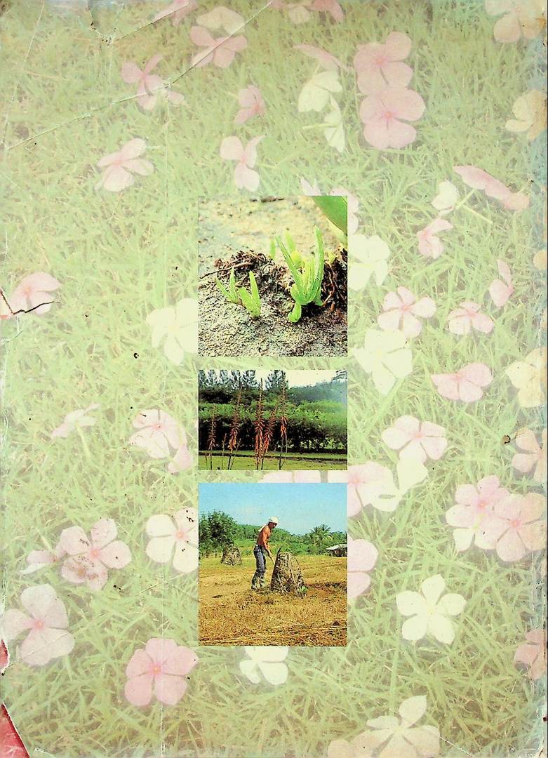 การปลูกและการดูแลพืชสนุนไพร