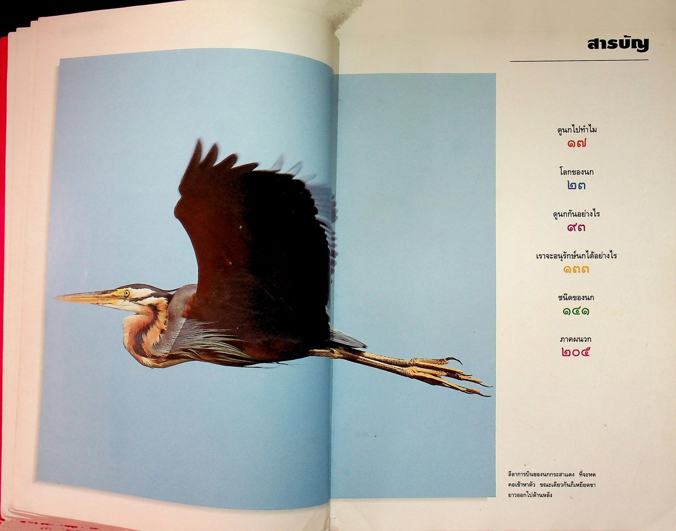 ดูนก รวมความรู้เรื่องนก และคู่มือสำหรับผู้สนใจดูนก