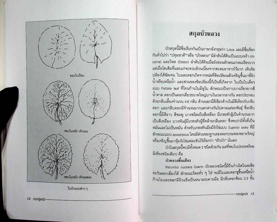 การปลูกบัว