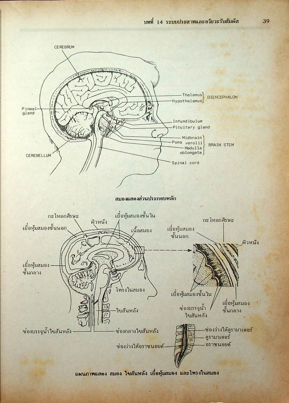 คู่มือเตรียมสอบ ชีววิทยา ม.6 เล่ม 5 ว 044