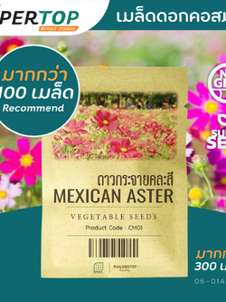 เมล็ดพันธุ์ดอกไม้ SUPERTOP | คอสมอส ดาวกระจาย (Mexican Aster)