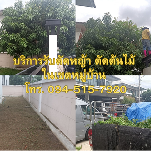 ขอบคุณลูกค้า รังสิต คลอง 5 กทม. บริการรับตัดหญ้า ตัดแต่งต้นไม้ โทร 094-515-7920