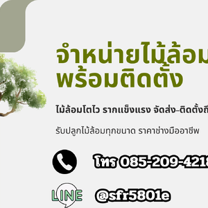 จำหน่ายไม้ล้อม พร้อมปลูก โทร 085-209-4218