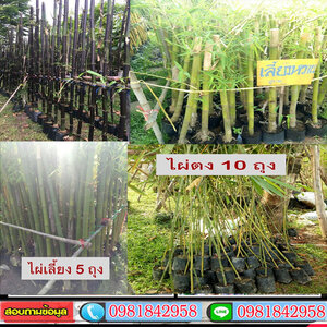 ร้านแหล่งรวมไผ่ ขายพันธุ์ไผ่