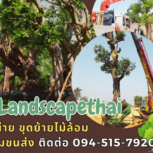 จำหน่าย ขุดย้ายไม้ล้อม พร้อมขนส่ง โทร.094-515-7920