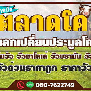 รถขนส่งขนแพะ โทร 088-9952629 วัว ควาย รถรับจ้างขนสัตว์ ขนแพะ ขนแกะ ขนโค ขนกระบือ ขนส่งสัตว์ ทุกชนิด ทั่วประเทศ