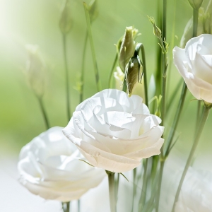 ความหมายของ ดอกไลเซนทัส (Lisianthus)