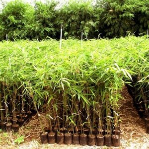 ขายไผ่ราคาถูก แหล่งรวมไผ่ทุกชนิด ครบจบในที่เดียว – ปลีก-ส่ง ทั่วไทย