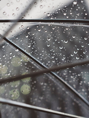 Transparent or Colored Umbrella? Which to Choose?