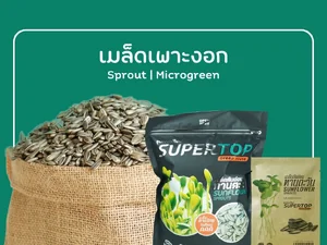 SPROUT | MICROGREEN เมล็ดเพาะงอก