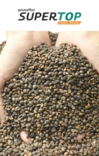 Supertop Greenhouse เมล็ดพันธุ๋ Microgreen&Sprout เมล็ดพันธ์ผักปลอดสารพิษ อุปกรณ์การทำเกษตร ที่จะทำให้การปลูกเป็นเรื่องงาน ใครๆก็สร้างอาหารทานเองได้ที่บ้าน