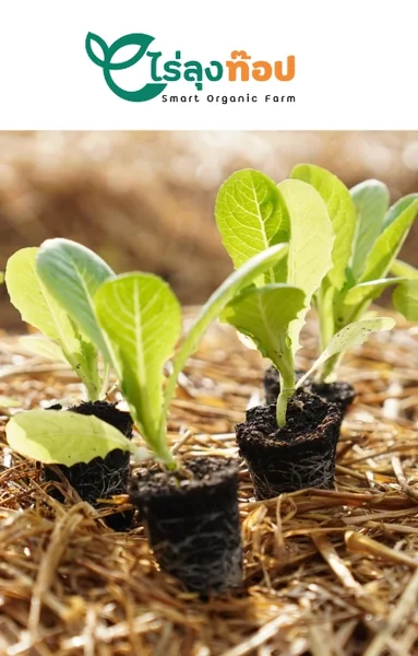 Supertop Greenhouse เมล็ดพันธุ๋ Microgreen&Sprout เมล็ดพันธ์ผักปลอดสารพิษ อุปกรณ์การทำเกษตร ที่จะทำให้การปลูกเป็นเรื่องงาน ใครๆก็สร้างอาหารทานเองได้ที่บ้าน