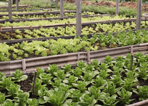 Supertop Greenhouse เมล็ดพันธุ๋ Microgreen&Sprout เมล็ดพันธ์ผักปลอดสารพิษ อุปกรณ์การทำเกษตร ที่จะทำให้การปลูกเป็นเรื่องงาน ใครๆก็สร้างอาหารทานเองได้ที่บ้าน Supertop Greenhouse เมล็ดพันธุ๋ Microgreen&Sprout เมล็ดพันธ์ผักปลอดสารพิษ อุปกรณ์การทำเกษตร ที่จะทำให้การปลูกเป็นเรื่องงาน ใครๆก็สร้างอาหารทานเองได้ที่บ้าน
