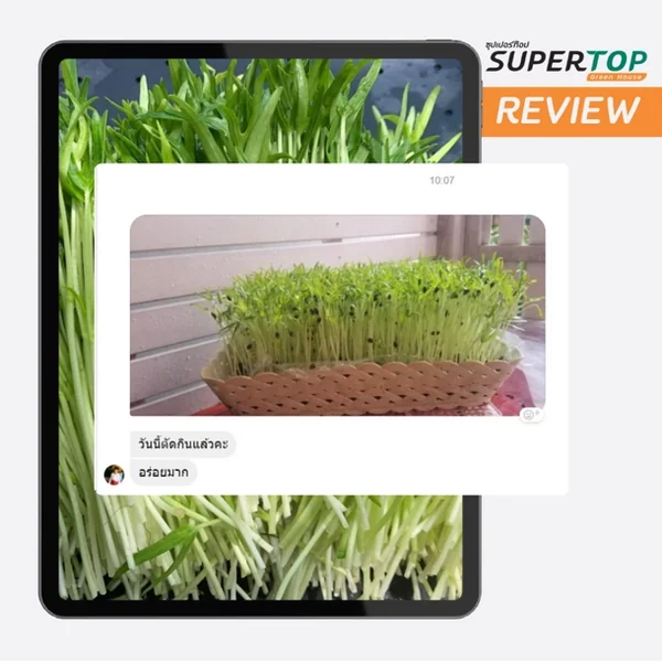 Supertop Greenhouse เมล็ดพันธุ๋ Microgreen&Sprout เมล็ดพันธ์ผักปลอดสารพิษ อุปกรณ์การทำเกษตร ที่จะทำให้การปลูกเป็นเรื่องงาน ใครๆก็สร้างอาหารทานเองได้ที่บ้าน Supertop Greenhouse เมล็ดพันธุ๋ Microgreen&Sprout เมล็ดพันธ์ผักปลอดสารพิษ อุปกรณ์การทำเกษตร ที่จะทำให้การปลูกเป็นเรื่องงาน ใครๆก็สร้างอาหารทานเองได้ที่บ้าน
